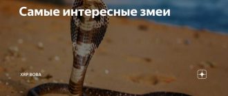 Чем интересны и опасны ямкоголовые Америки?