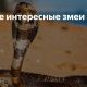 Чем интересны и опасны ямкоголовые Америки?