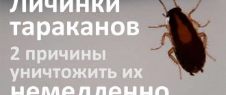 Чем опрыскать углы и щели, чтобы избавиться от тараканов?