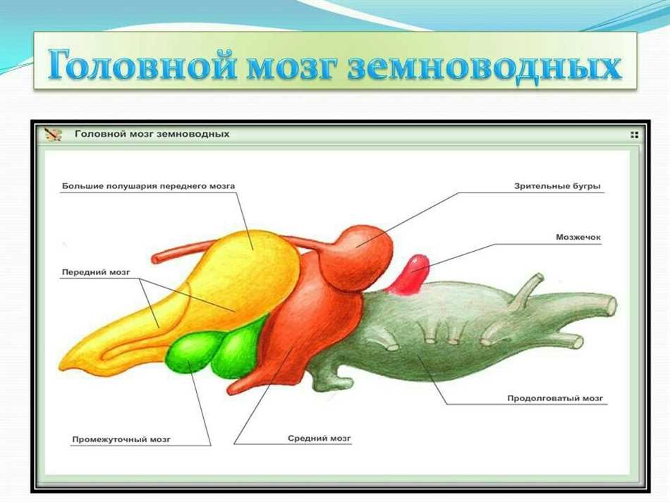 Чем отличается змеиный мозг от мозга других пресмыкающихся?