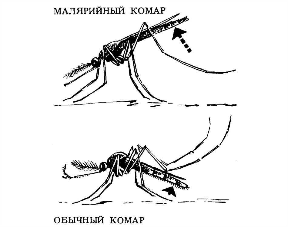 Чем отличаются москиты от комаров?