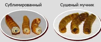 Чем питается мучной червь: основные источники пищи и их роль в питании