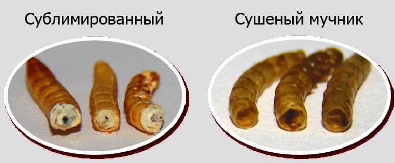 Чем питается мучной червь?