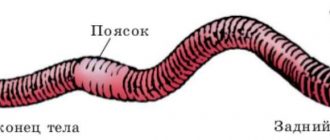 Чем питается земляной червь: основные источники питания