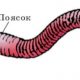 Чем питается земляной червь: основные источники питания