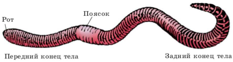 Чем питается земляной червь?