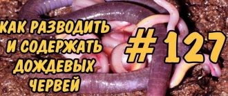 Чем питаются червяки: основные источники пищи