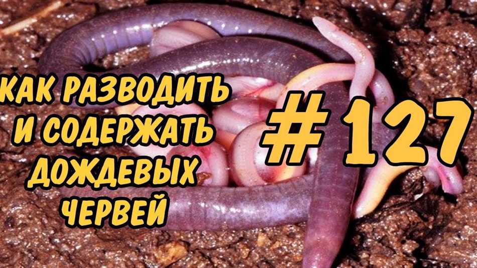 Чем питаются червяки?