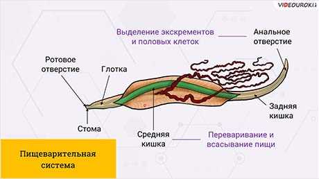 Микроорганизмы и бактерии