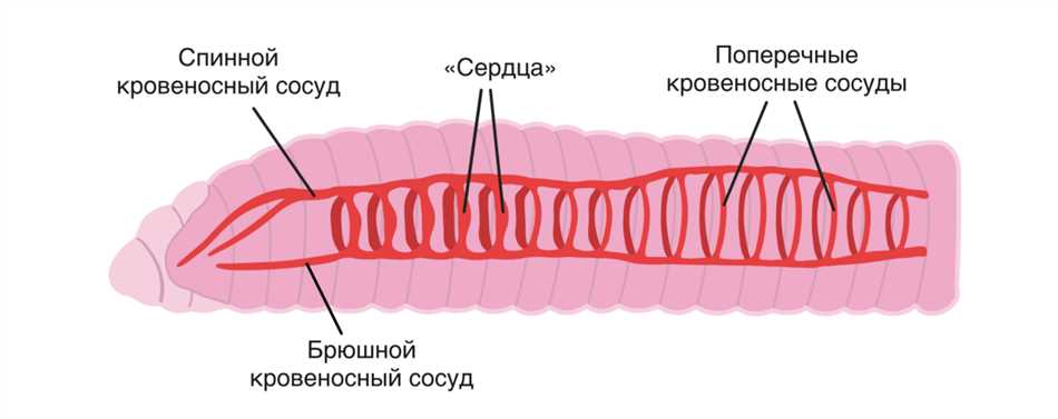 Транспортные функции полости тела