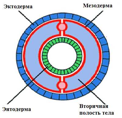 Полость тела дождевого червя