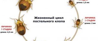 Через какое время клопы проявляют себя?