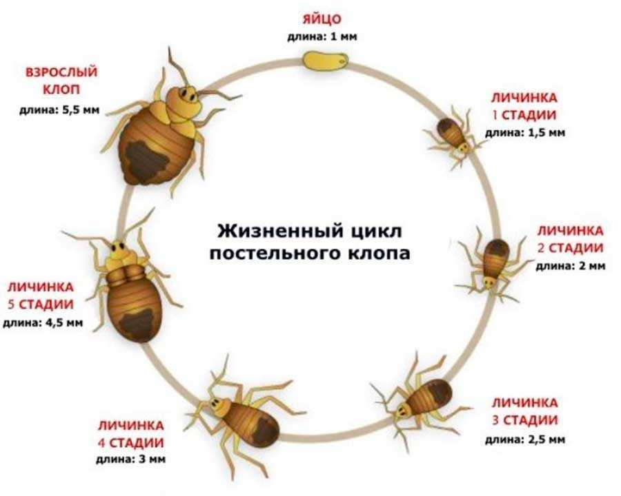 Через какое время клопы проявляют себя?