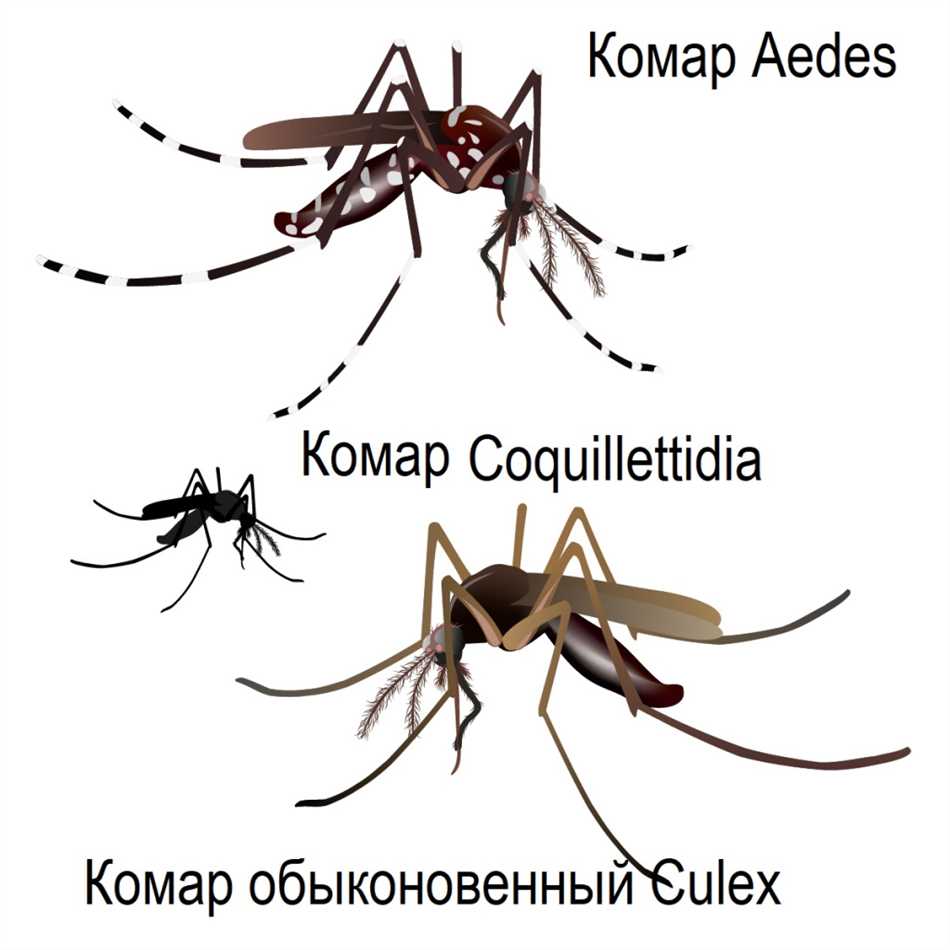 Заболевания, передаваемые комарами