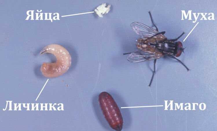 Воздействие на органы пищеварительной системы