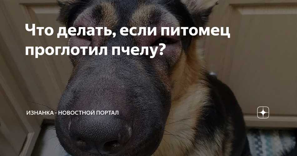 Чувствуете себя паршиво после того, как проглотили пчелу? undefinedНе паникуйте!</strong>«></p>
<ul>
<li><strong>Не паникуйте!</strong> Помните, что большинство случаев проглатывания пчелы обходятся без осложнений. Главное — успокоиться и не думать о самом факте проглатывания.</li>
<li><strong>Кушайте мед.</strong> Мед содержит ферменты, которые могут помочь разложить яд пчелы и снизить инфлямацию в организме.</li>
<li><strong>Применяйте холод.</strong> Если вы ощущаете отек или боль в области горла, попробуйте приложить холод на горло. Это может помочь снять отек и снизить боль.</li>
<li><strong>Пейте теплые или прохладные напитки.</strong> Это поможет снять несоответствие в горле и облегчить травму.</li>
<li><strong>Следите за своим состоянием.</strong> Если вы столкнулись с серьезными симптомами, такими как затрудненное дыхание или аномальный отек, обратитесь к врачу немедленно!</li>
</ul>
<p>Вспомните: самое важное — сохранять спокойствие и следовать простым советам. И помните, что ваш организм сможет справиться с этой неприятной ситуацией. Вы не одни! Если у вас остались вопросы или вы хотите рассказать о своем опыте, оставьте комментарий ниже.</p>
<h2>Промыть рот водой с солью или содой</h2>
<p>Ты, наверное, уже слышал о том, как соль и сода могут быть полезными в домашнем хозяйстве. Но они также могут помочь при случайном проглатывании насекомого. Для приготовления раствора, тебе понадобится 1 чайная ложка соли или соды на стакан теплой воды. Просто размешай эти ингредиенты в воде и ополосни рот этим раствором несколько раз.</p>
<p>Знаешь почему это помогает? Щелочные свойства соли и соды могут смягчить боль и воспаление в случае покусывания, а также помочь избежать инфекции. Также, этот раствор может помочь удалить остатки жала и яда, если таковые имеются.</p>
<p>Однако, помни, что этот метод является временной мерой и не заменяет обращение к врачу, особенно если у тебя возникают серьезные симптомы аллергии, такие как зуд, крапивница, идущая сыпь или отек. В таком случае, срочно обратись за медицинской помощью!</p>
<p>Так что не беспокойся, друг мой! Просто промой рот водой с солью или содой и скоро все наладится. И помни, будь всегда осторожен, чтобы такое больше не повторилось!</p>
<h2>Принять антигистаминные препараты</h2>
<p>Если вы случайно проглотили пчелу и у вас возникло аллергическое реакция, необходимо принять антигистаминные препараты. Они помогут снять симптомы аллергии, такие как зуд, опухоль и покраснение кожи.</p>
<p>Существует несколько различных типов антигистаминных препаратов. Один тип, который я использовал сам, называется «Цетризин». Он доступен без рецепта, что очень удобно. Принимайте его согласно указаниям на упаковке.</p>
<p>Важно помнить, что антигистаминные препараты могут вызвать сонливость, поэтому принимайте их с осторожностью, особенно если вы собираетесь управлять автомобилем или заниматься другими деятельностями, требующими бдительности.</p>
<p>Если симптомы аллергии не проходят или усугубляются, обратитесь к врачу. Могут потребоваться дополнительные меры лечения, такие как использование адреналина или противоаллергических инъекций. Не стесняйтесь обратиться за помощью, если ваши симптомы усугубляются или вы волнуетесь.</p>
</div>
<h2>Краткий ответ</h2>
<p>Если ты проглотил пчелу, не паникуй! В большинстве случаев это безвредно для организма. Пчела не сможет нанести вред твоему желудку или ЖКТ, так как ее хитиновый панцирь защищает от травм. Вероятность аллергической реакции невелика, но все же стоит обратить внимание на следующие симптомы: зуд, покраснение, отек горла или лица. Если что-то из этого возникло, срочно обратись к врачу! Но, в целом, не стоит волноваться, ведь пчела сгорит в кислотной среде желудка. Так что просто выпей стакан воды для успокоения и жди, пока все пройдет!</p>	</div><!-- .entry-content -->
</article><!-- #post-## -->





<div class=