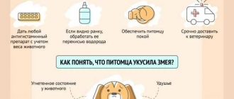 Что делать если укусила ядовитая змея?