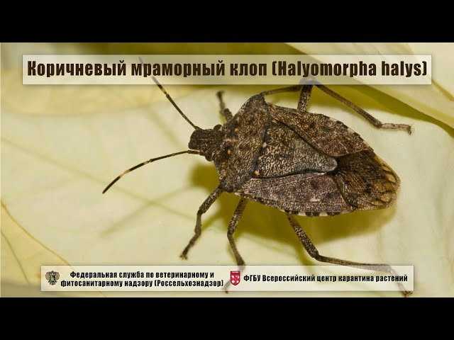 Основные последствия укуса клопа вонючки