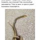 Что из себя представляет желтопузик Лютигена?