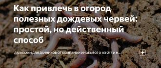 Что предпочитают дождевые черви в грунте на огороде?