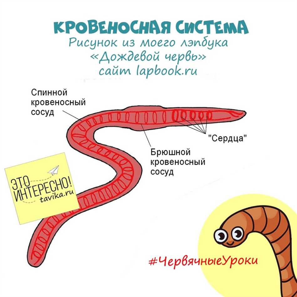 Как работает пищеварительная система дождевых червей: