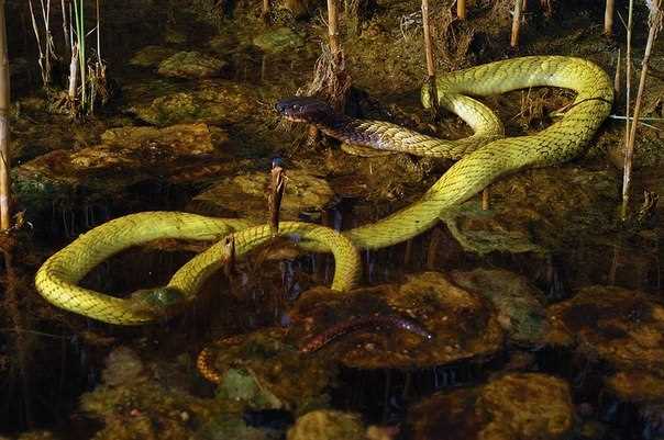 Влияние африканских водных ужей на экосистему