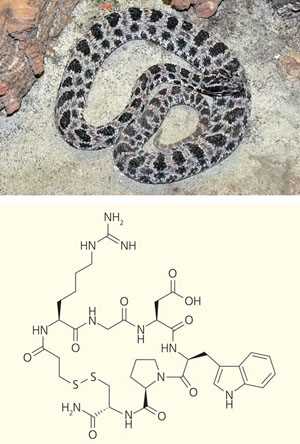 Молекулярные механизмы действия яда у различных змей