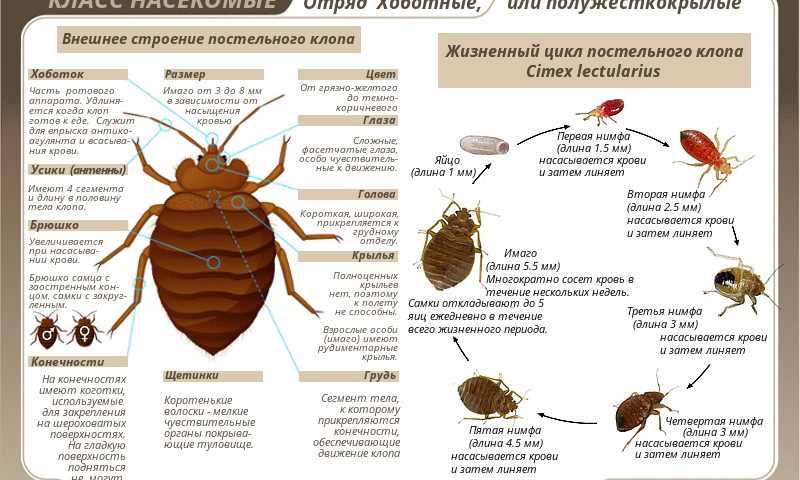Как клопы постельные попадают в дом