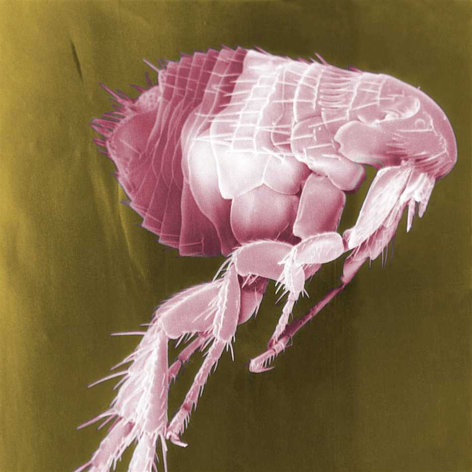 Раздел 1: Понятие и характеристики блох