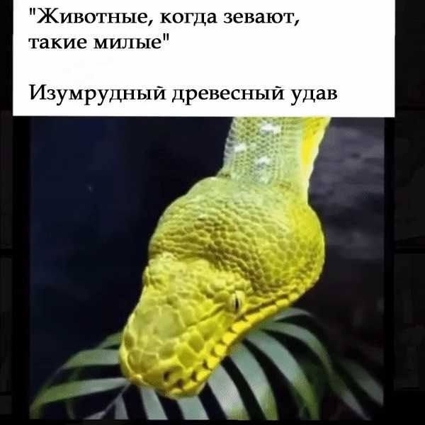 Определение зевающих змей