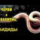 Черви в аквариуме: что это за создания, и как с ними бороться