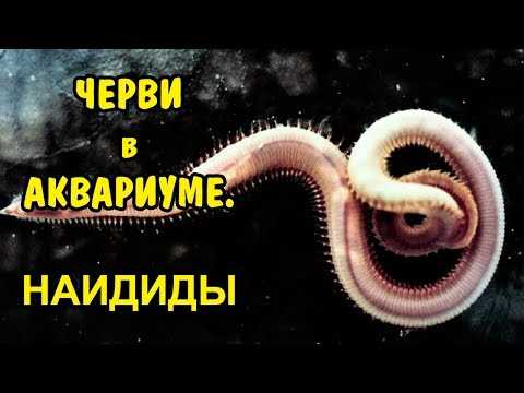 Что за черви выползают из грунта в аквариуме?