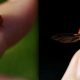Едят ли божьи коровки ягоды? Влияние божьих коровок на урожай ягодных культур