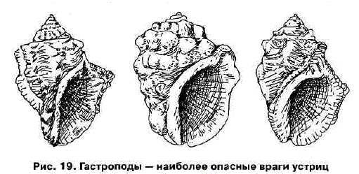 Есть ли паразиты в устрицах опасные для человека?