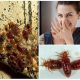 Есть ли у клопов запах?