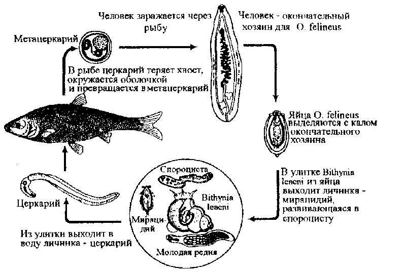 Симптомы и последствия описторхоза у человека