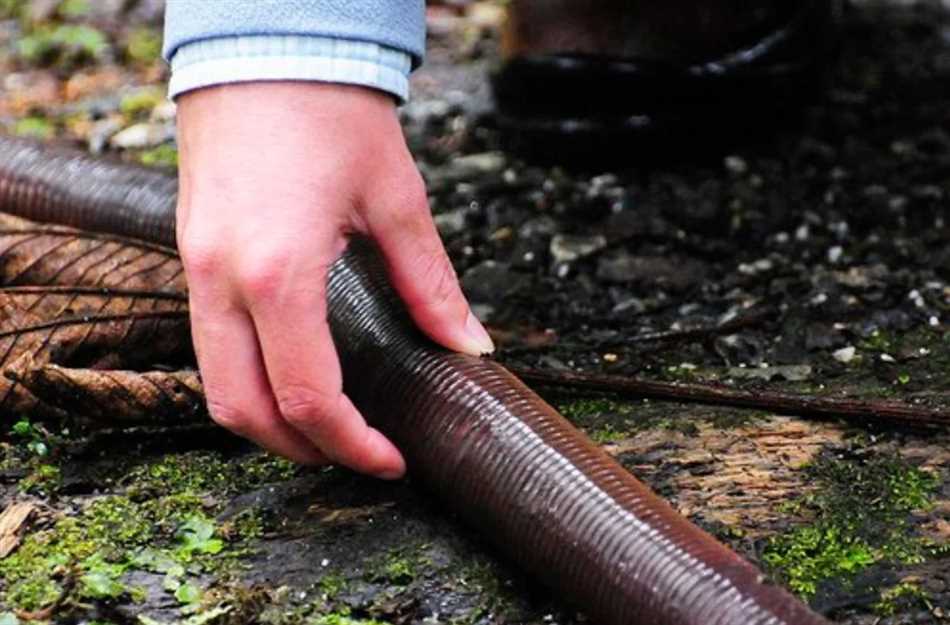 Водные черви в озерах и реках