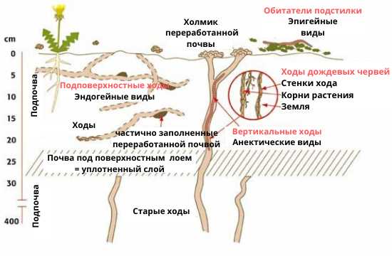 Где обитают дождевые черви?