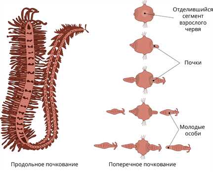 Многощетинковые черви: общая информация