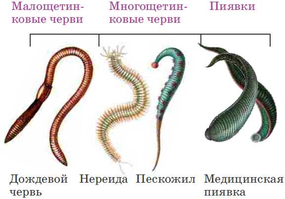 Где обитают многощетинковые черви?