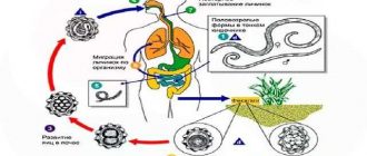 Где происходит аскаридоз: места обитания и распространение