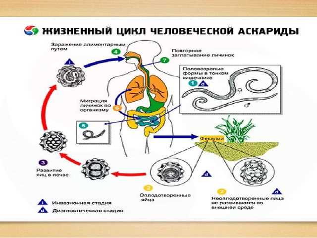 Где происходят аскаридоз происходит?