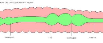 Из чего состоит червяк: структура и функции органов