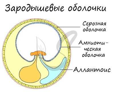 Функции чешуи рептилий