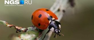 К чему божья коровка на кровати: важные суеверия и символика