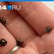 К чему черная божья коровка? Знак для многих или просто существо со своим значением?