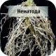 Нематоды: к чему относятся эти микроскопические организмы?