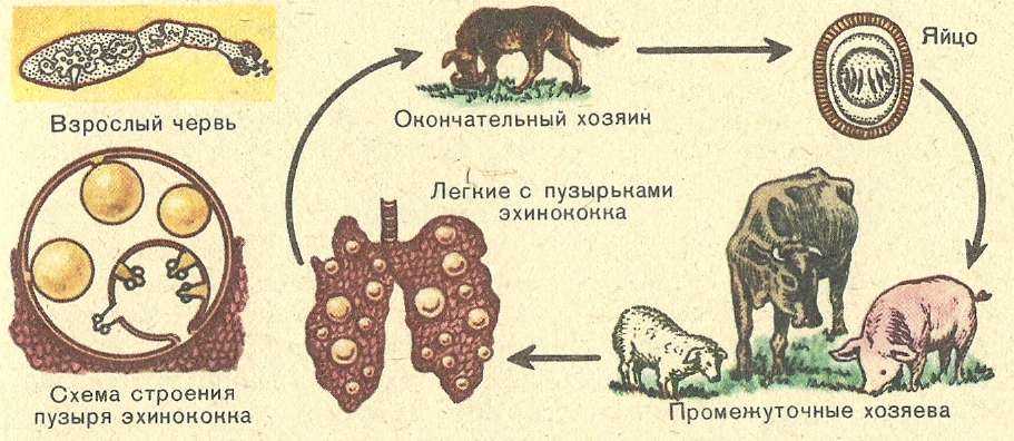 Биологический вид