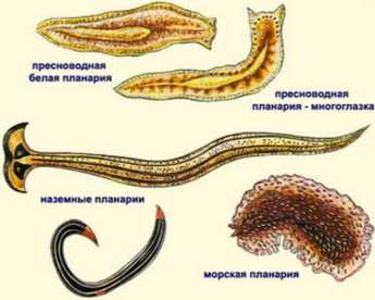 Жизненный цикл паразитических червей