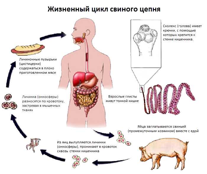 К какому типу относятся паразитические черви?